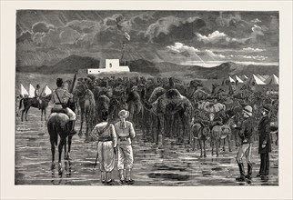 THE REBELLION IN THE SOUDAN - CAMELS AND CATTLE CAPTURED FROM HOSTILE TRIBES DURING A CAVALRY