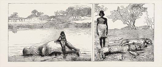 SUDAN: HIPPOPOTAMUS AND SALEE (LEFT), A LION AND LIONESS (RIGHT)