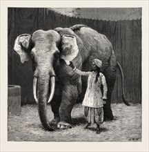 MR. BARNUM'S WHITE BURMESE ELEPHANT "TOUNG TALOUNG": THE ELEPHANT WITH HIS BURMESE ATTENDANT IN