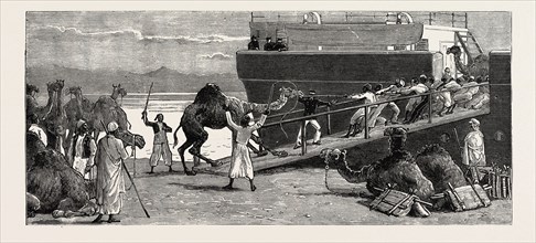 THE REBELLION IN THE SOUDAN (SUDAN): SHIPPING CAMELS AT SUEZ FOR SUAKIM