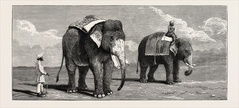 THE GREAT ELEPHANT CONTROVERSY, AN ELEPHANT BELONGING TO THE RAJAH OF PUTTIALA PRECISELY SIMILAR TO