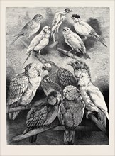 PRIZE BIRDS AT THE CRYSTAL PALACE SHOW, 1870