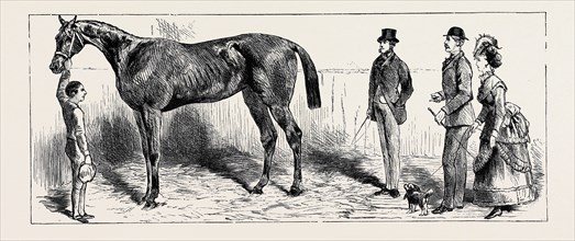 THE TRAINING OF A RACEHORSE: AT HOME IN THE STABLE, 1870