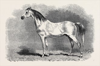 MR. W.H. PEEK'S ARAB "SELIM" AT THE METROPOLITAN HORSE SHOW, 1870