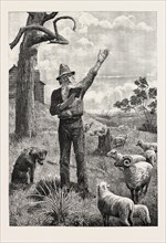 I am shepherd to another man. As You Like It. SHAKSPEARE ON AN AUSTRALIAN SHEEP-RUN
