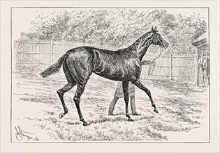 COMMON, WINNER OF THE DERBY.
