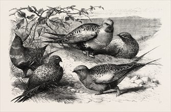 PALLAS SAND-GROUSE (SYRRHAPTES PARADOXUS) IN THE ZOOLOGICAL SOCIETY'S GARDENS, REGENT'S PARK,
