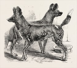 CAPE HUNTING DOGS, IN THE GARDENS OF THE ZOOLOGICAL SOCIETY, REGENT'S PARK, LONDON, 1854