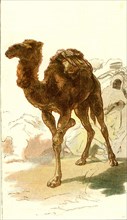 Camel, 1885, Algeria