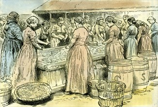 Aberdeen, UK, Herring cleaners at work, 1885