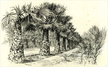 A Palm Grove in Southern California, 1891, USA