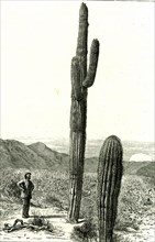 Giant Cactus, Arizona, 1891, USA