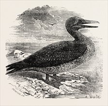 SOLAN GANNET, SHOT NEAR BOSTON, UK, 1854