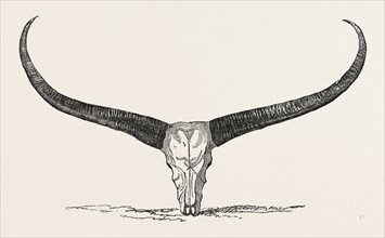 SKULL AND HORNS OF A WILD BUFFALO, SHOT IN CENTRAL ASSAM, 1854