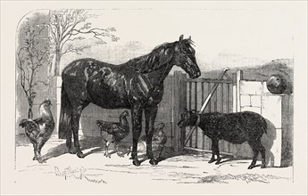 RUSSIAN PONY AND SHEEP FROM BOMARSUND, BROUGHT BY CAPTAIN HALL, H.M.S. HECLA, 1854