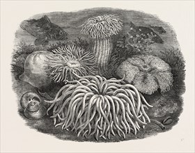 SEA ANEMONES IN THE GARDENS OF THE ZOOLOGICAL SOCIETY, REGENT'S PARK, LONDON, UK, 1854