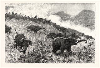 AN ELEPHANT KRAAL ARRANGED FOR THE CZAREVITCH, NEAR COLOMBO, CEYLON (SRI LANKA): BEATERS KEEPING