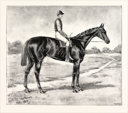 LORD ALINGTON'S COMMON, WINNER OF THE TWO THOUSAND GUINEAS, AND FAVOURITE FOR THE DERBY