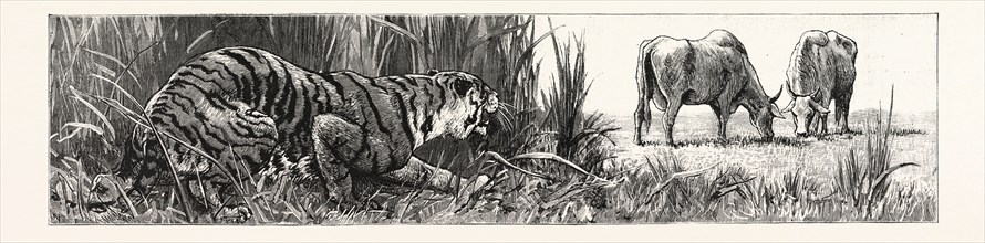 THE TIGER SELECTS A COW