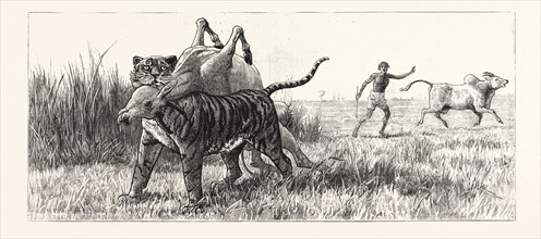 TIGER-NETTING IN BENGAL: AS THE TIGER SHOULDERS HIS VICTIM, THE ALARM IS CARRIED TO THE VILLAGE