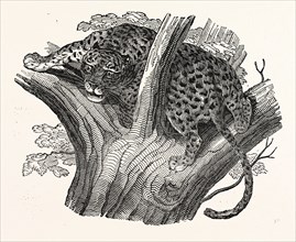 Tree Leopard at Bay