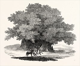 Great Chesnut Tree of Mount AEtna