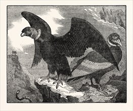 The Condor, From a living specimen