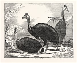 Cassowaries