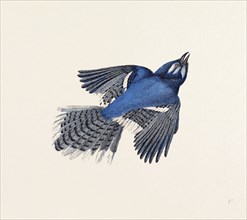 Blue Jay, nineteenth century engraving