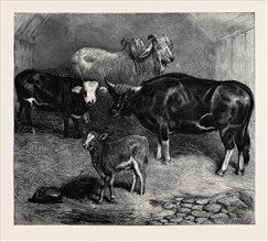 NOTES AT THE ZOOLOGICAL GARDENS, BRAHMIN BULL, GAYAL COW, AND HYBRID HEIFER AND CALF