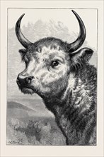 HEAD OF THE CHILLINGHAM WILD BULL, SHOT BY H.R.H. THE PRINCE OF WALES