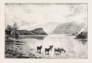 HIGHLAND CATTLE AMONG THE ISLANDS IN LOCH LOMOND