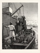 THE CATTLE TRADE, LANDING BULLOCKS AT TANGIER, MOROCCO