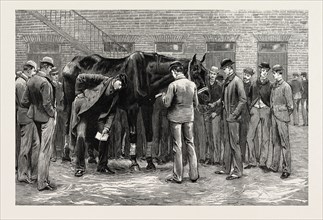 THE CENTENARY OF THE ROYAL VETERINARY COLLEGE, CAMDEN TOWN: STUDENTS AT WORK UNDER THE DIRECTION OF