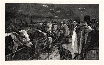 THE SMITHFIELD CLUB CATTLE SHOW AT THE AGRICULTURAL HALL