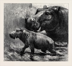 THE HIPPOPOTAMUS AND HER YOUNG ONE AT THE ZOOLOGICAL GARDENS