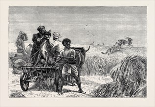 SKETCHES FROM INDIA, ANTELOPE HUNTING: LOOSING THE CHEETAH