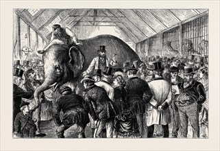 THE SALE OF A MENAGERIE: KNOCKING DOWN THE ELEPHANT