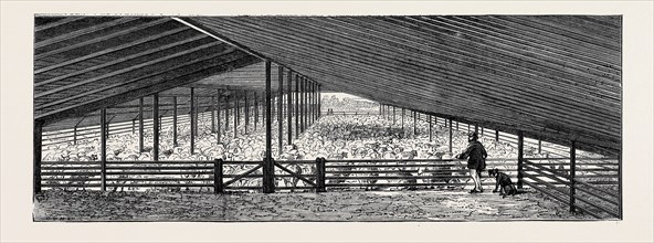 SCENE AT AN AUSTRALIAN SHEEP STATION, COLLAROY, NEW SOUTH WALES: THE DRYING FLOOR IN THE SHEARING