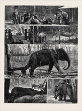 THE YOUNG PRINCES ON THEIR CRUISE; AT AN ELEPHANT KRAAL NEAR AWISAWELLA, CEYLON: 1. Tame Elephants