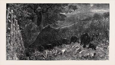 THE YOUNG PRINCES ON THEIR CRUISE: CHARGE OF WILD ELEPHANTS DURING A KRAAL AT LABUGANKANDE, CEYLON
