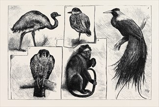 ANIMALS AT THE ZOOLOGICAL GARDENS: 1. The Red Bird of Paradise; 2. The Grey Plover; 3. Darwin's