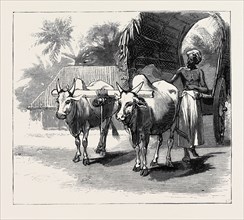 ROUND THE WORLD YACHTING IN THE "CEYLON", CEYLON: A BULLOCK-CART