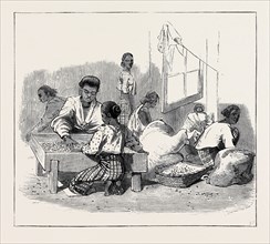 ROUND THE WORLD YACHTING IN THE "CEYLON", CEYLON: WOMEN SORTING COFFEE