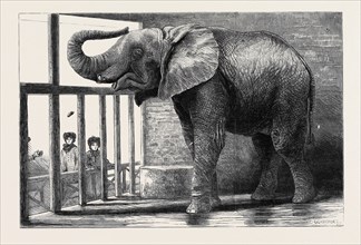 "JUMBO," THE BIG AFRICAN ELEPHANT AT THE ZOOLOGICAL GARDENS, RECENTLY PURCHASED BY MR. BARNUM