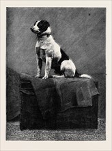 AN ADVENTUROUS DOG: "RAILWAY JACK" (RECENTLY RUN OVER AND WOUNDED AT NORWOOD STATION)