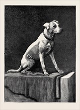 AN ADVENTUROUS DOG: "REGIMENTAL JACK," AN AFGHAN CAMPAIGNER