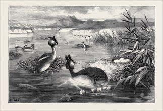 GREBES AND THEIR NESTS