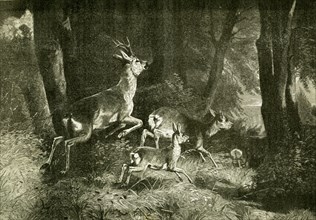 Deer, Austria, 1891