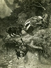 Badger, Austria, 1891